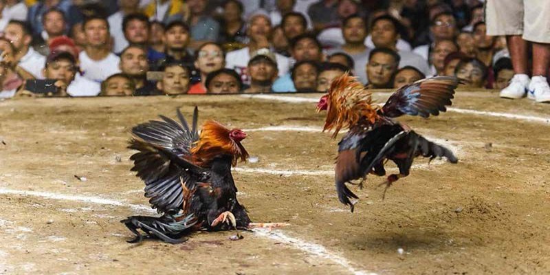 Tổng quan chi tiết về chuyên mục đá gà KO66 hiện nay